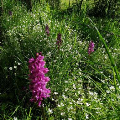Forêt des Bertranges